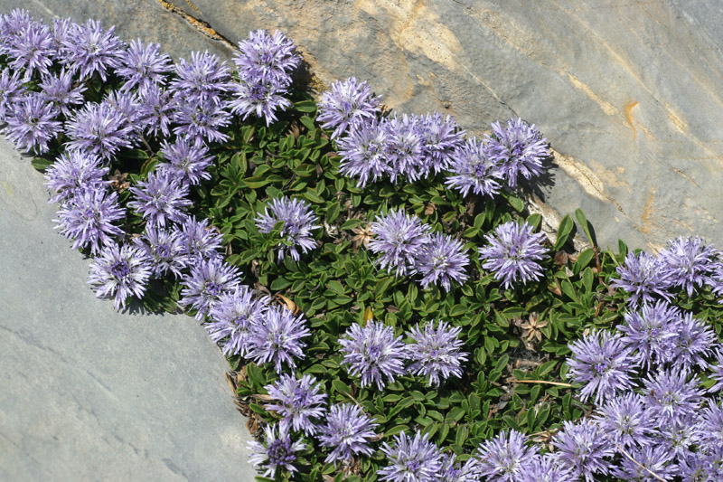 Globularia repens / Globularia strisciante